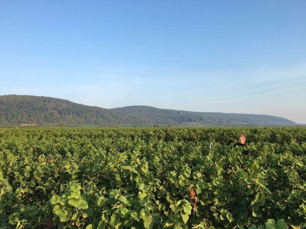 Alter Winzerhof Weisenheim Am Berg E.K. Hotel Buitenkant foto